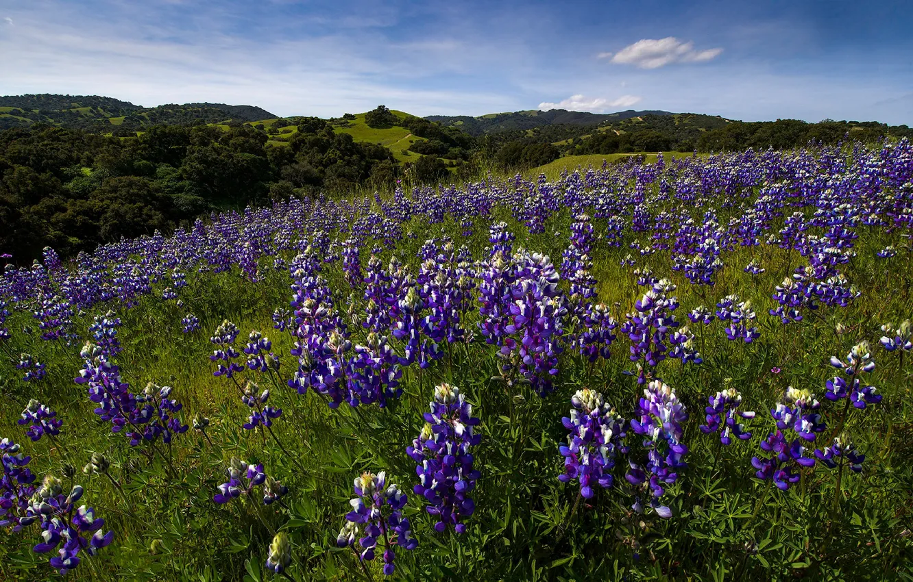 Photo wallpaper summer, flowers, meadow, lilac, lupins