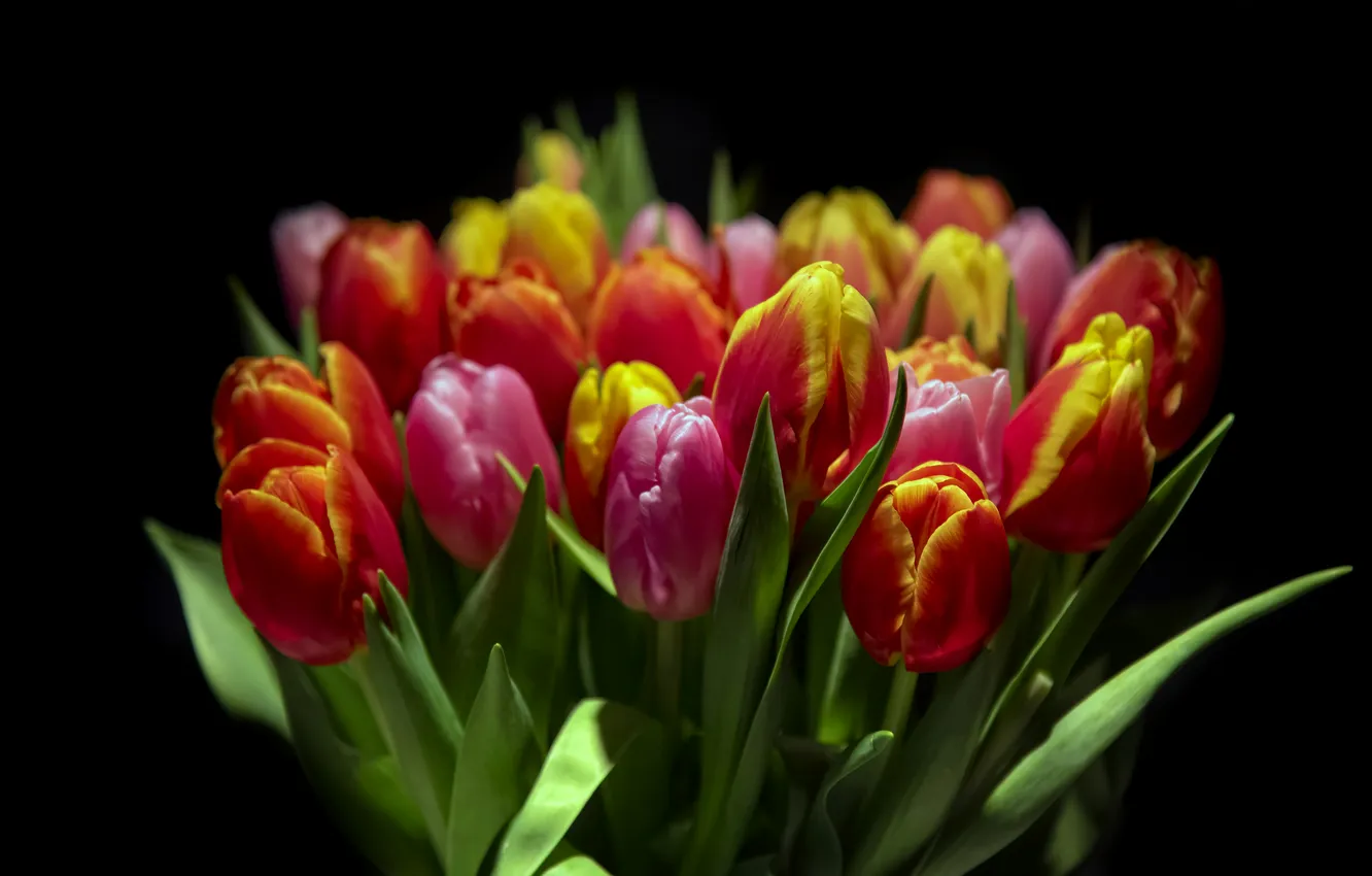Photo wallpaper red, flowers, bouquet, tulips, black background, pink, two-tone, spring