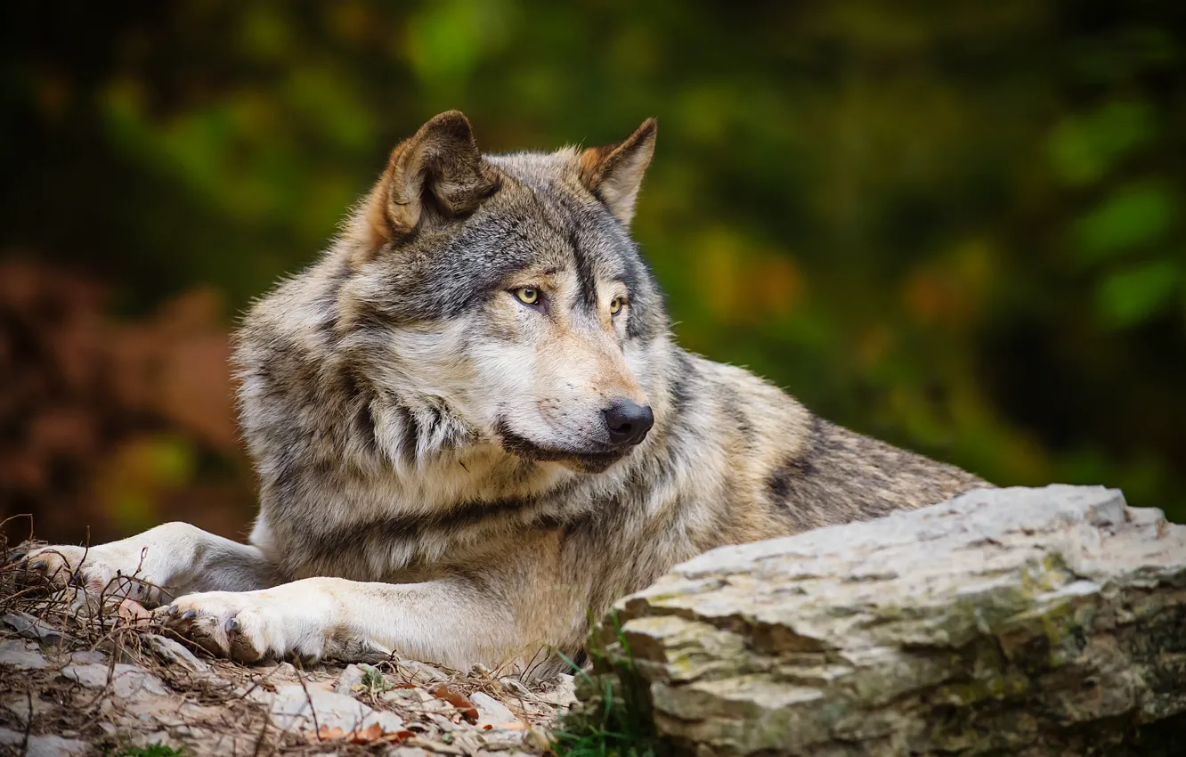 Photo wallpaper stone, wolf, predator