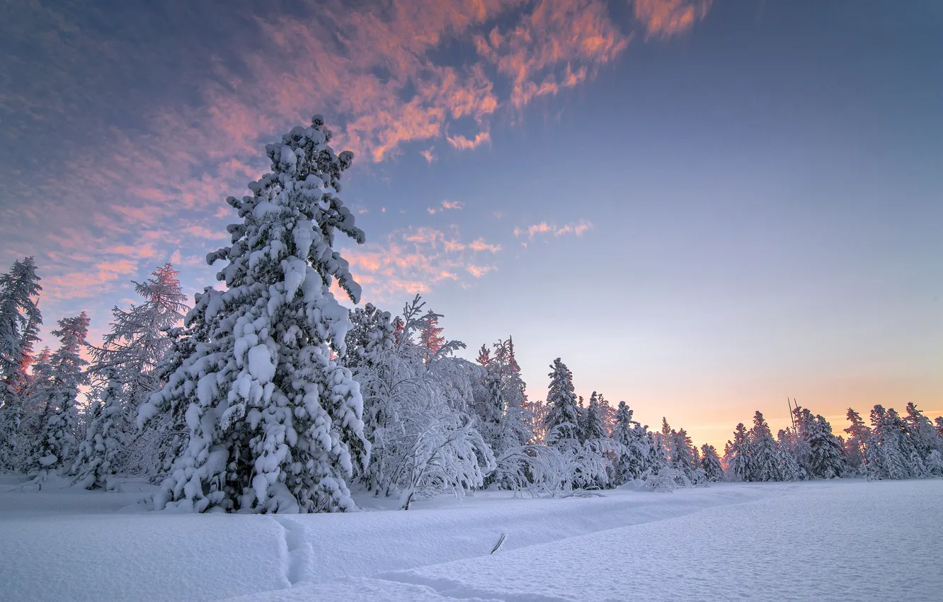 Photo wallpaper winter, the sky, snow, nature, spruce