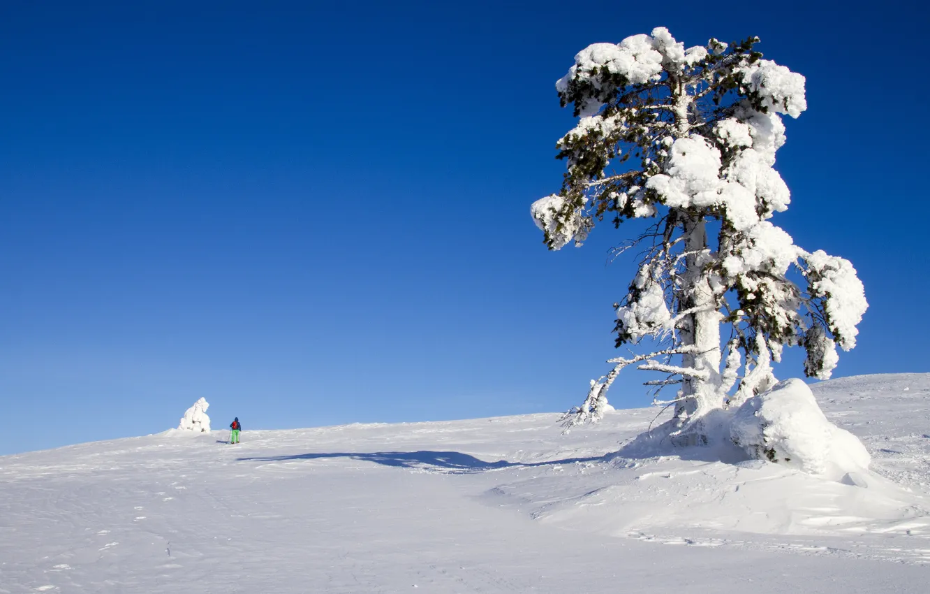 Photo wallpaper winter, the sky, light, snow, traces, nature, blue, tree