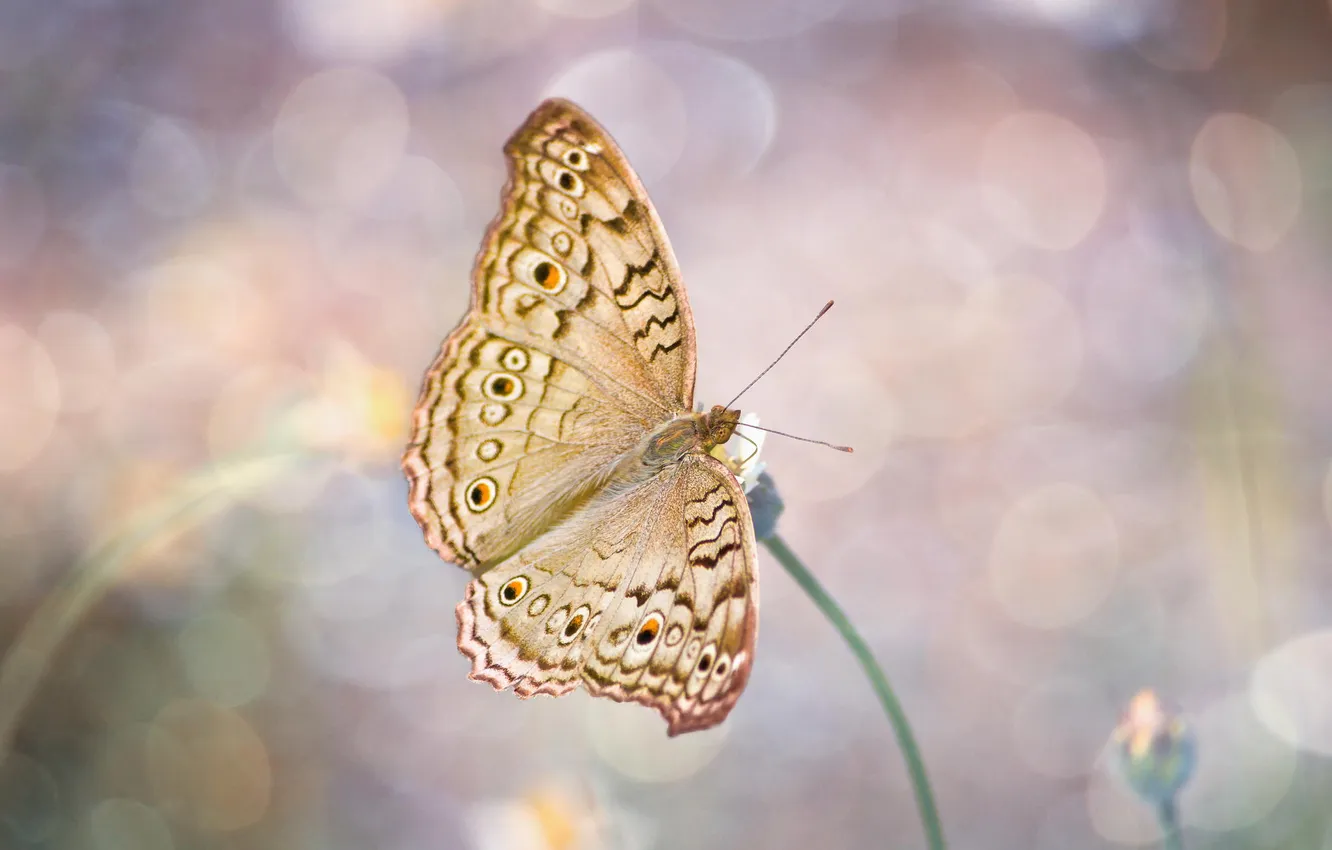 Photo wallpaper macro, butterfly, wings, insect, bokeh