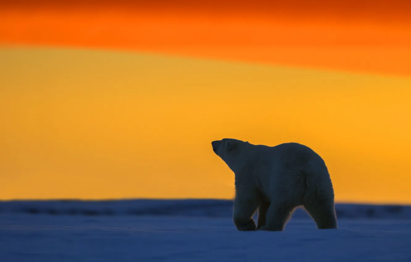 Photo wallpaper sunset, horizon, Alaska, White bear, ice desert, The Arctic national reserve