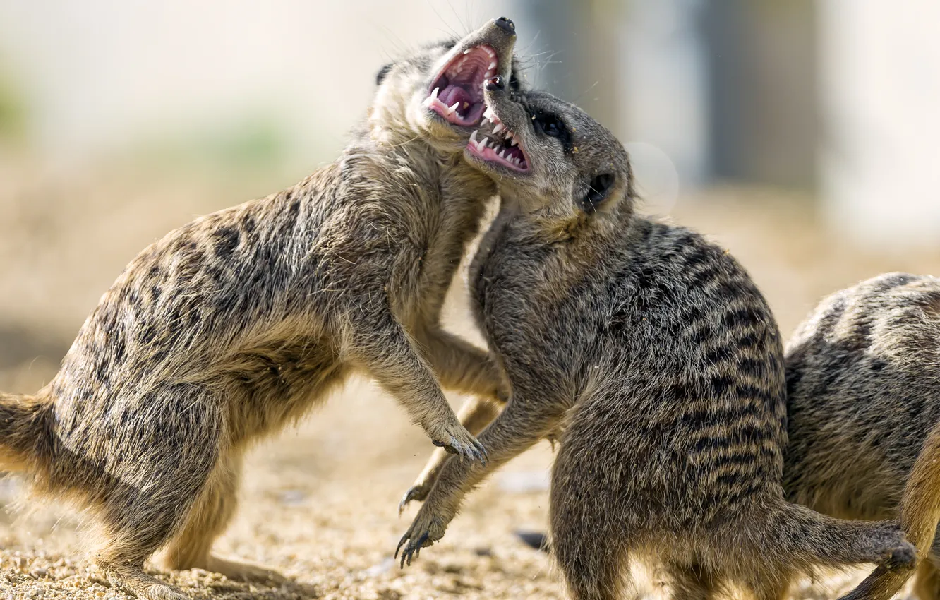 Photo wallpaper sand, meerkats, fight, pair, ©Tambako The Jaguar