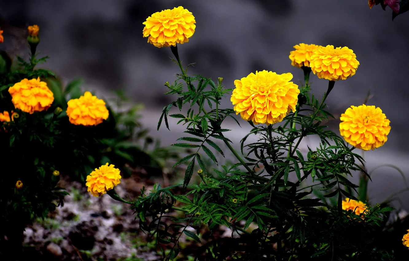 Photo wallpaper leaves, flowers, the dark background, stems, yellow, garden, flowerbed, marigolds