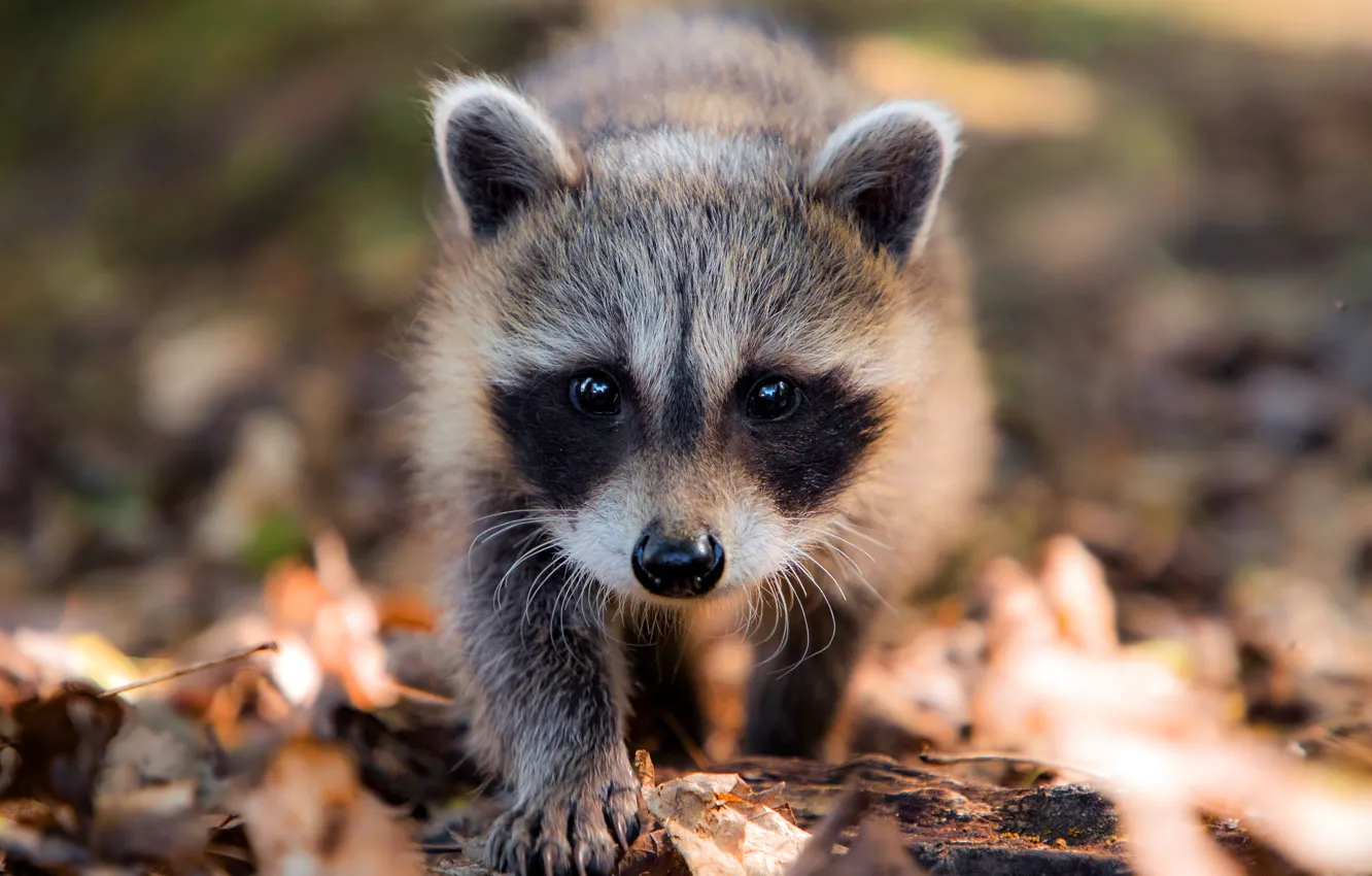 Photo wallpaper autumn, foliage, baby, raccoon, walk, face, bokeh