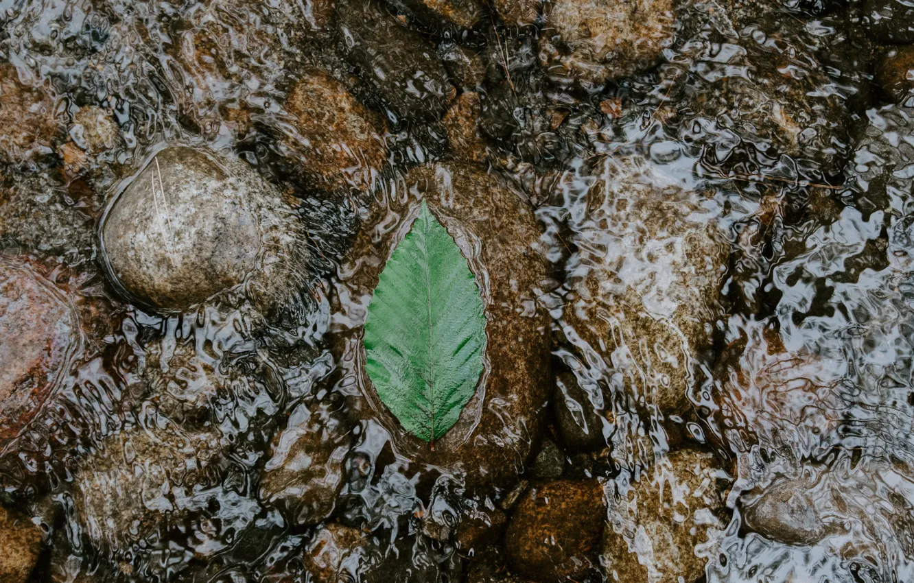 Photo wallpaper water, stream, stones, leaf