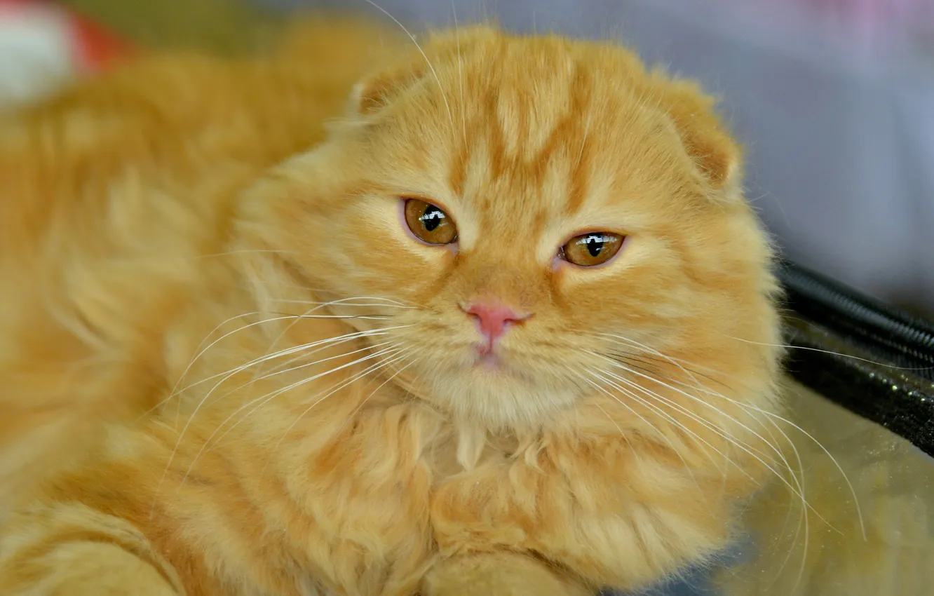 Photo wallpaper cat, cat, look, pose, portrait, fold, lies, red