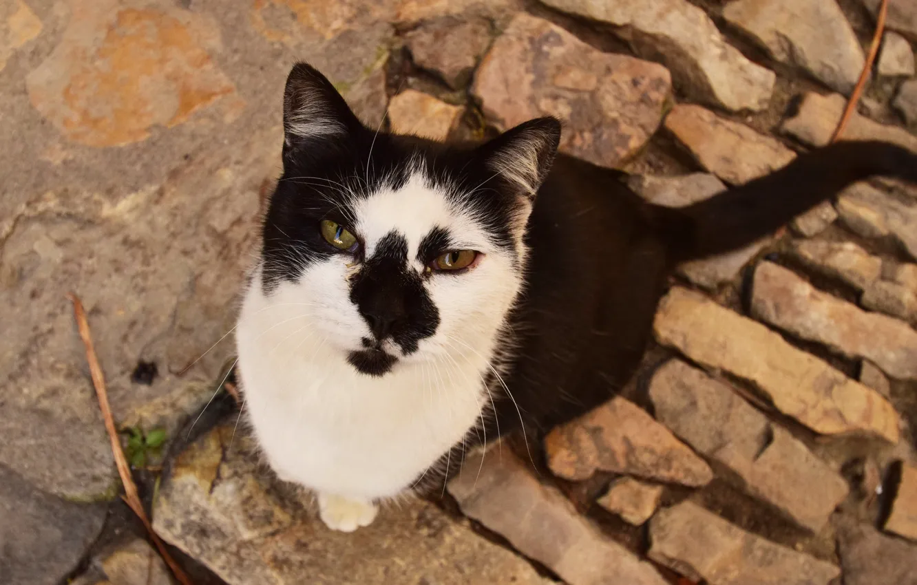 Photo wallpaper eyes, cat, Koshak, Tomcat