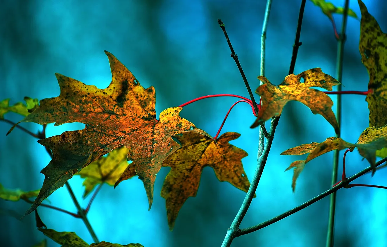 Photo wallpaper autumn, leaves, branch, maple