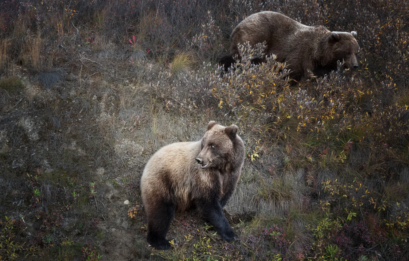 Photo wallpaper grass, two, slope, bear, bear, pair