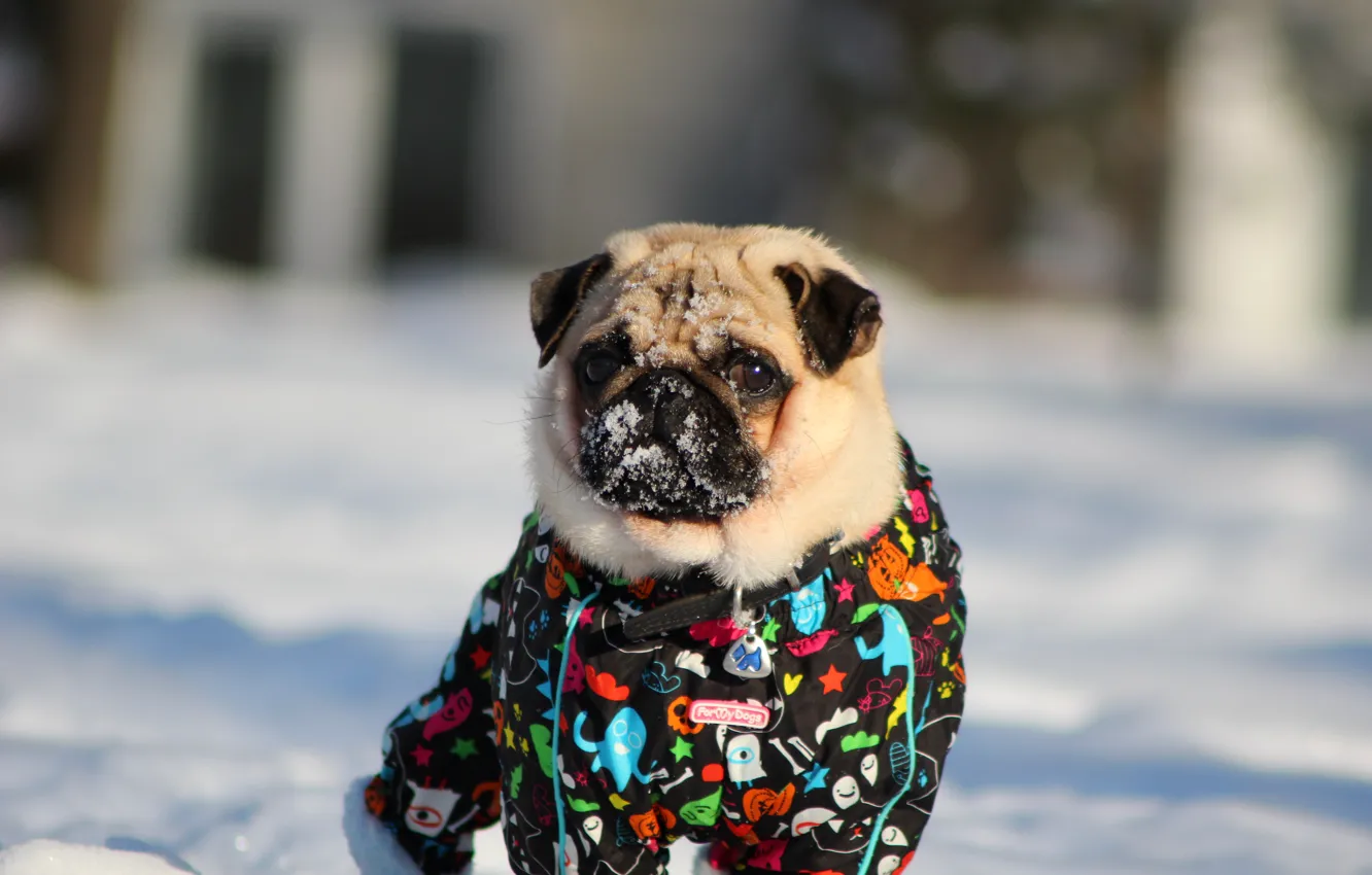 Photo wallpaper winter, snow, Pug, pug