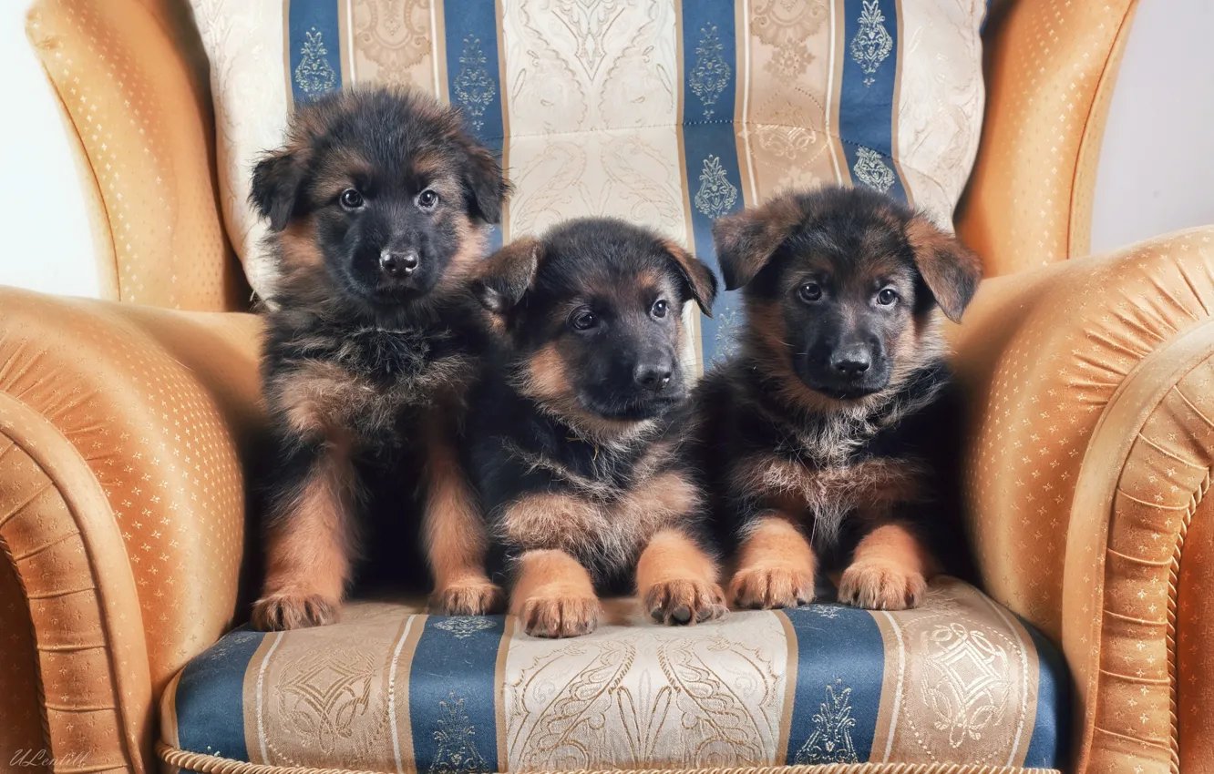 Photo wallpaper chair, puppy, trio, German shepherd