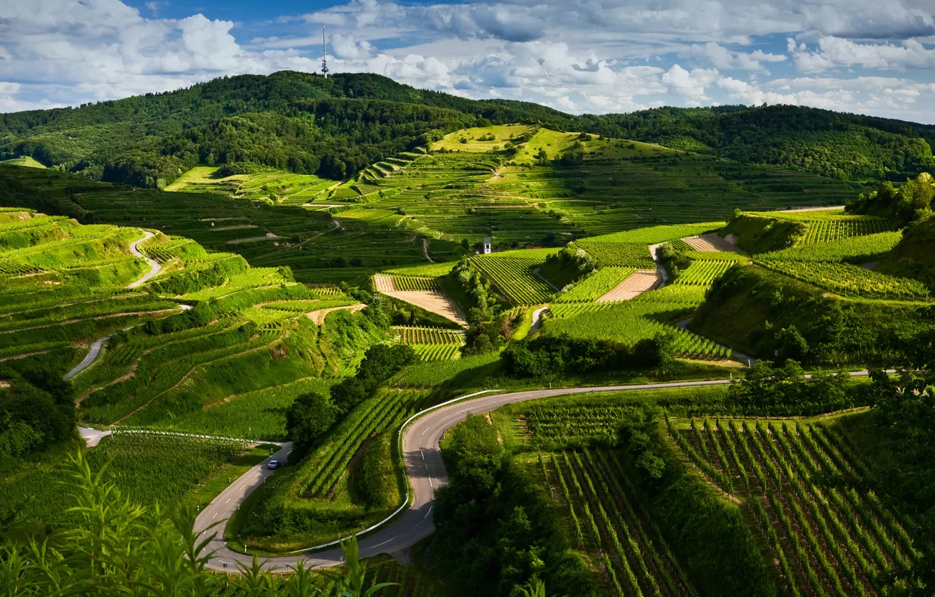 Photo wallpaper road, landscape, nature, view, field, the vineyards