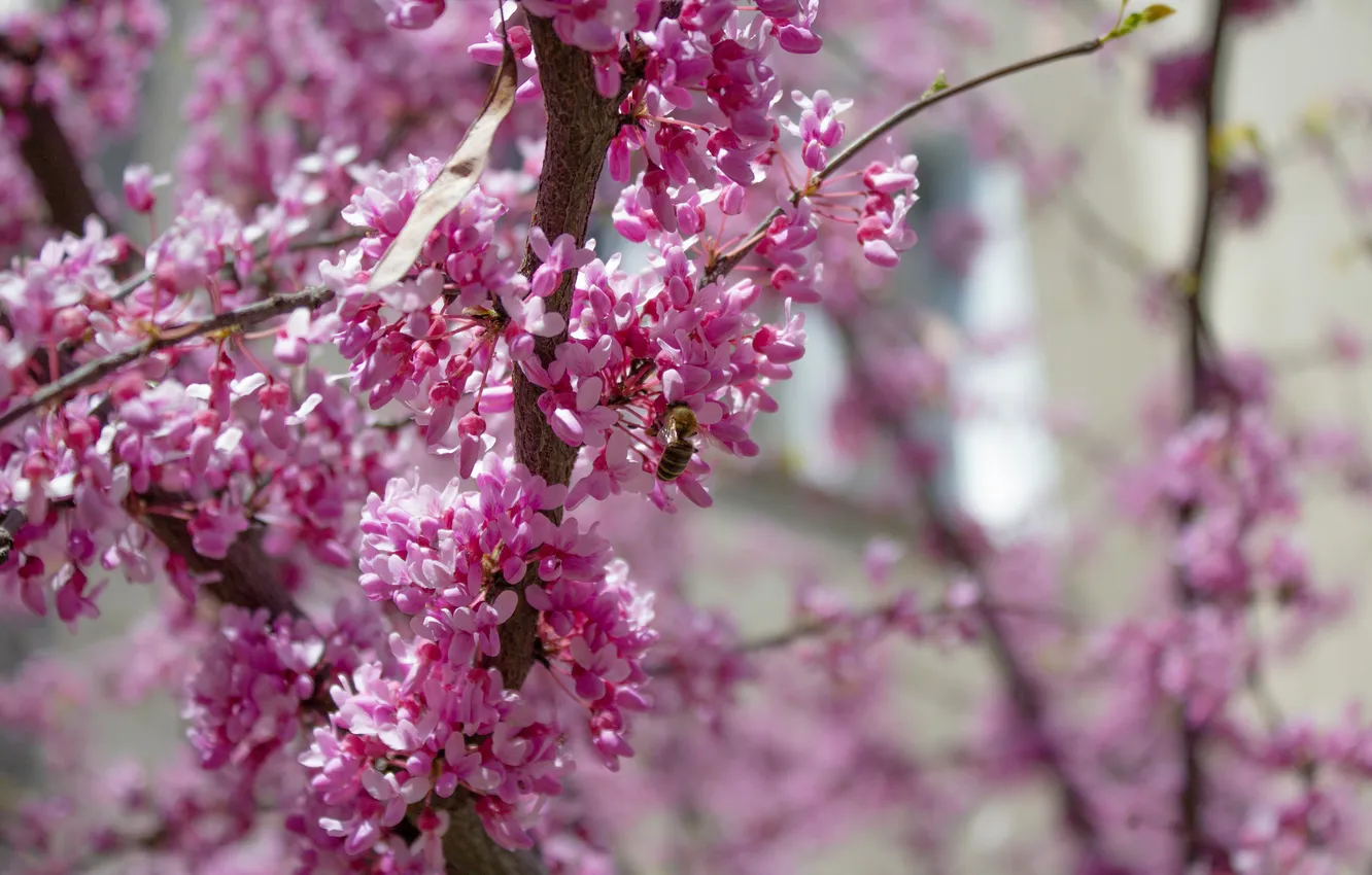 Photo wallpaper trees, flowers, nature, bee, blur, The European Barannik, The European Cercis, Judas tree