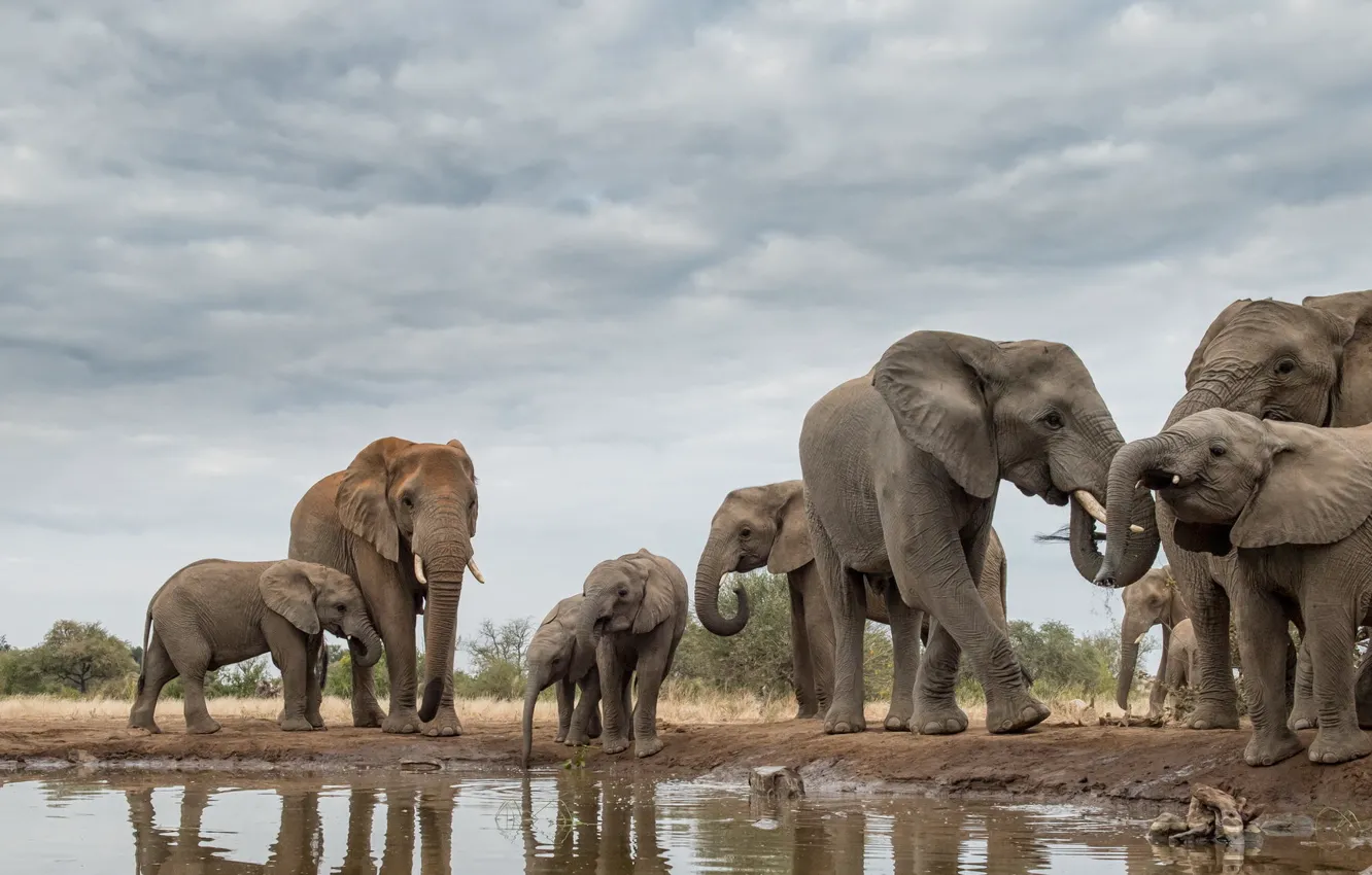 Photo wallpaper nature, Africa, elephants
