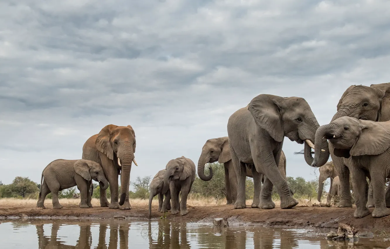 Photo wallpaper nature, elephant, Africa