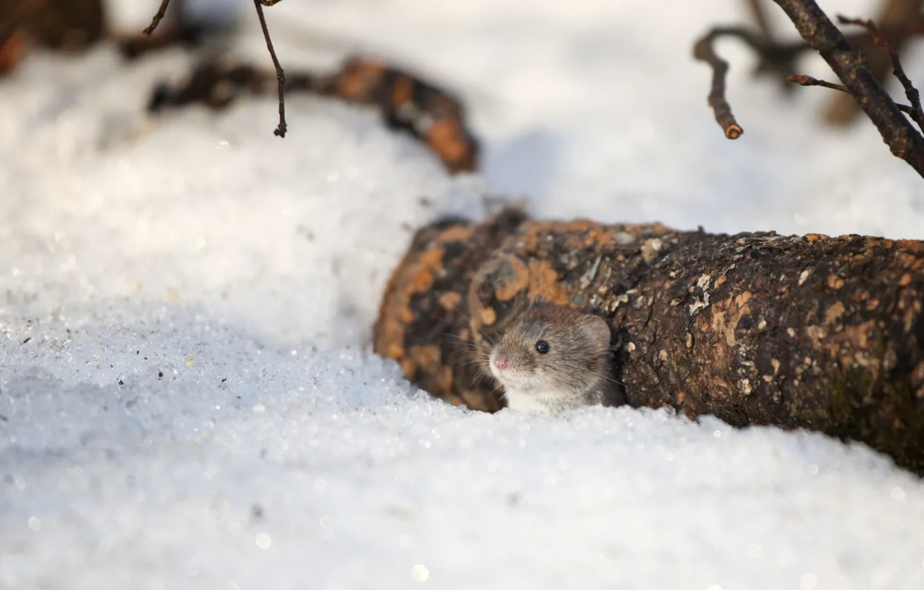Photo wallpaper snow, stump, mouse, muzzle