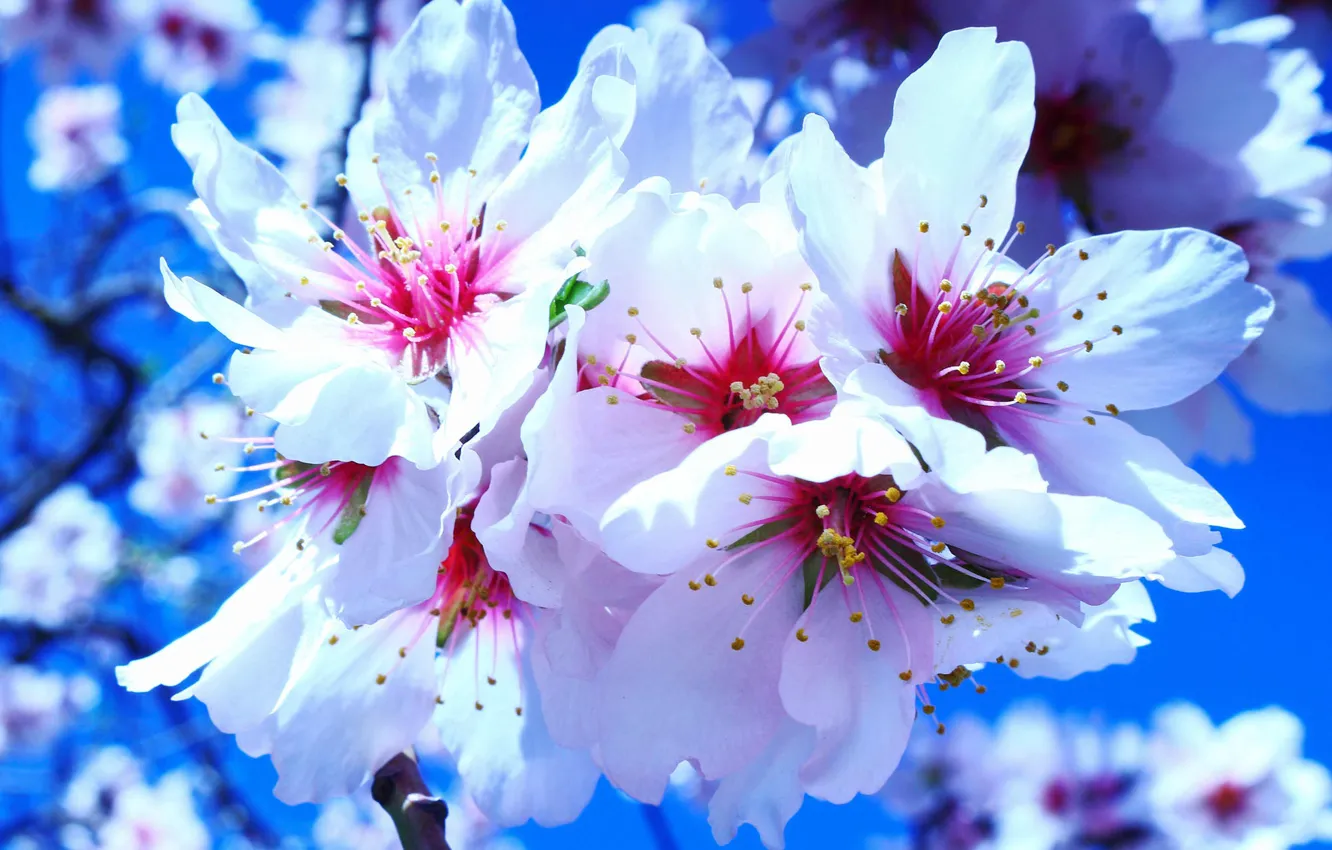 Photo wallpaper macro, flowers, spring, Sakura, white, flowering, blue background