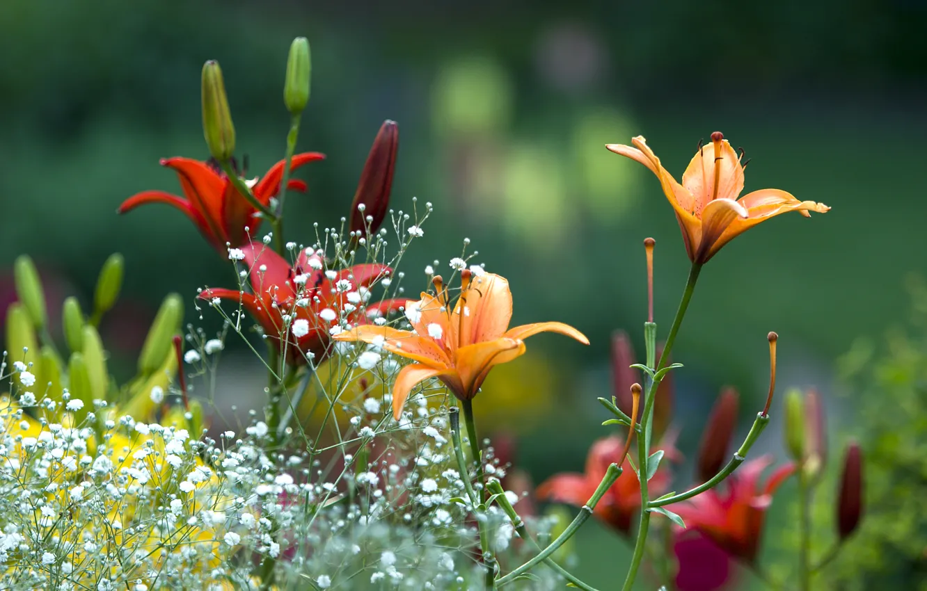 Photo wallpaper summer, flowers, Lily, Spring, garden, beautiful, summer, flowers