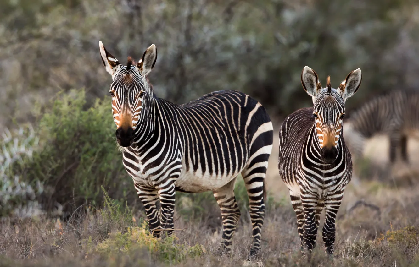 Photo wallpaper nature, Africa, Zebra