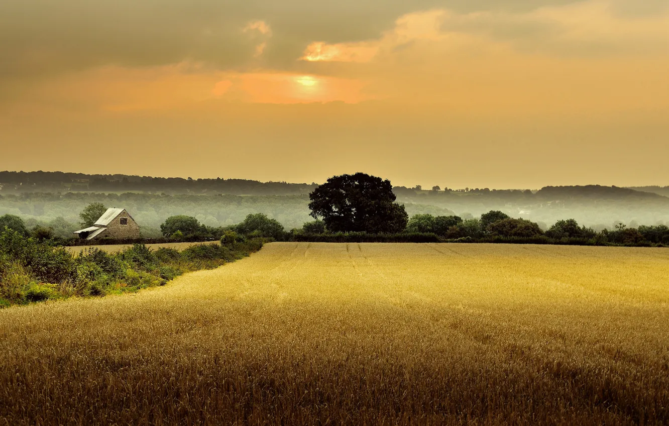 Photo wallpaper field, trees, fog, house, dawn, England, morning, Gloucestershire