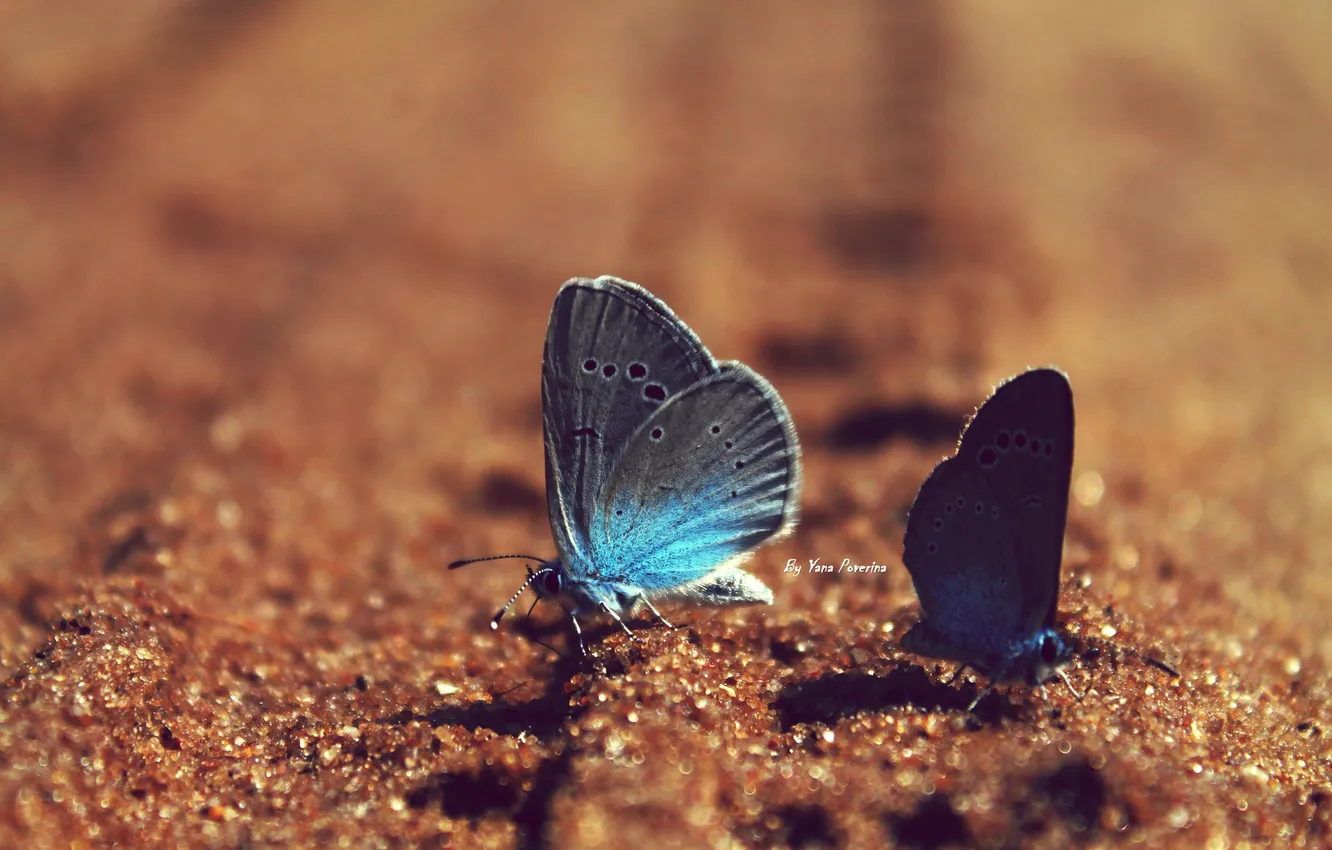 Photo wallpaper sand, butterfly, blue