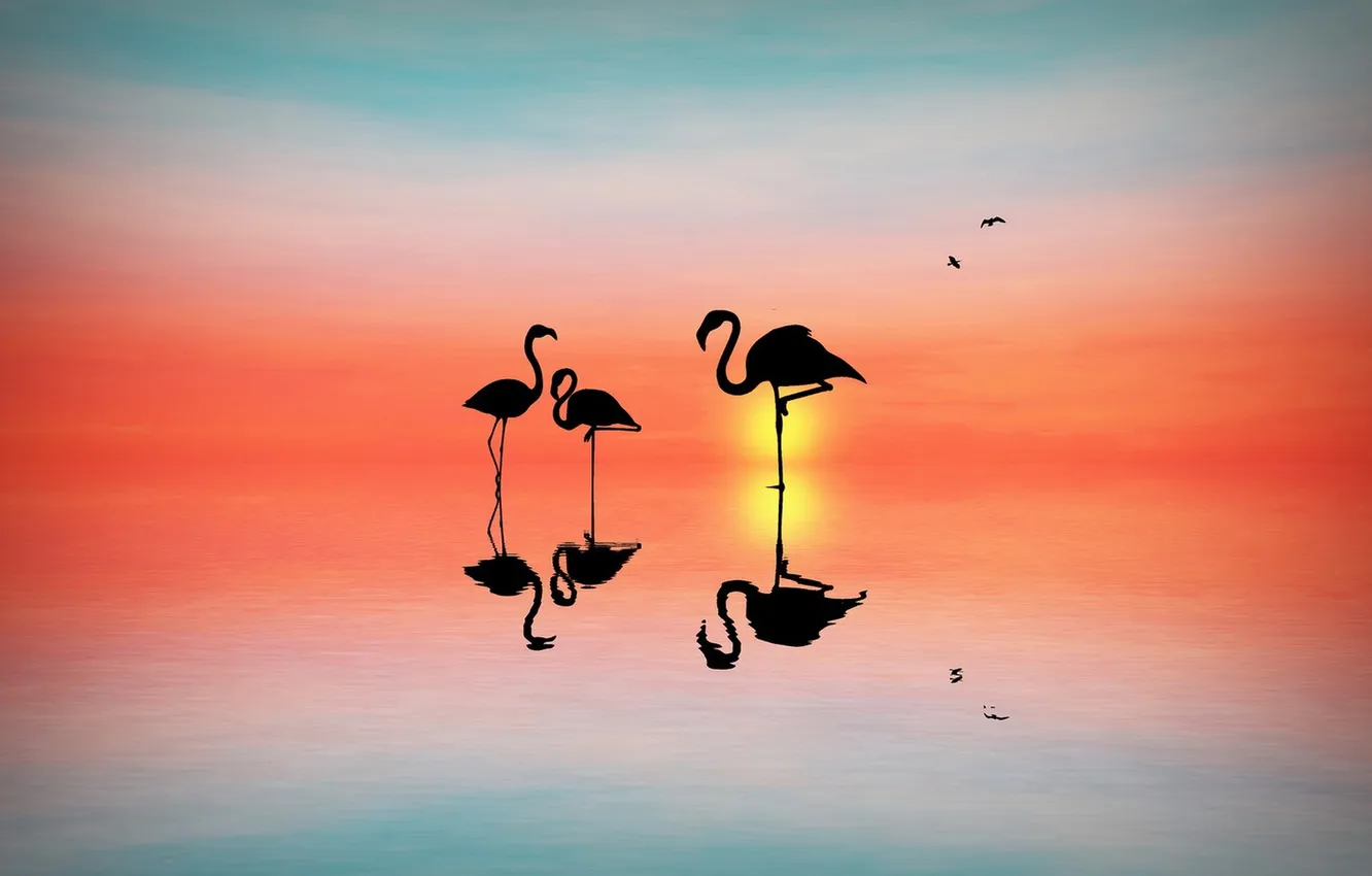 Photo wallpaper sunset, birds, background