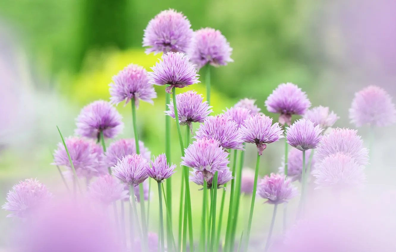 Photo wallpaper flowers, pink, flower, Chives