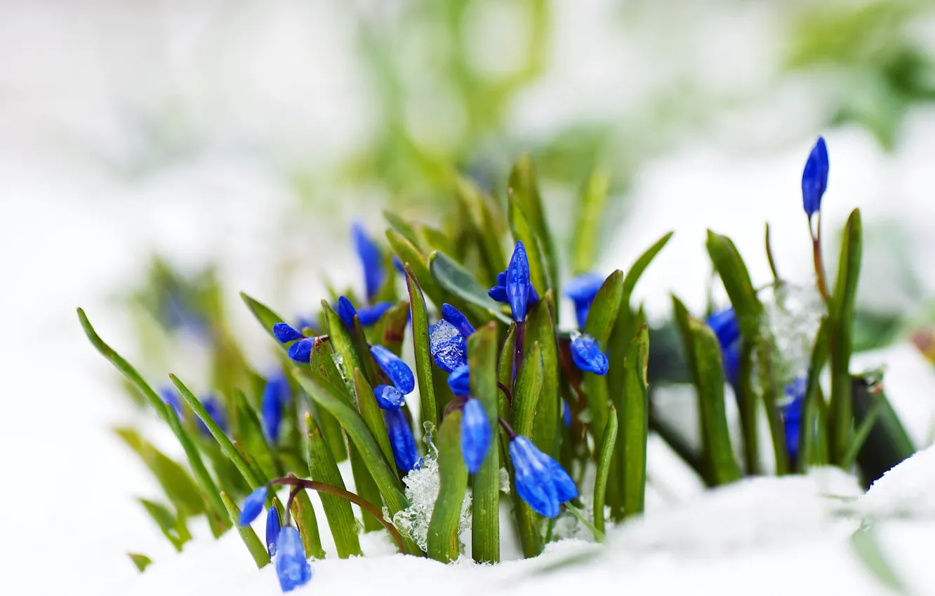 Photo wallpaper snow, flowers, nature, spring