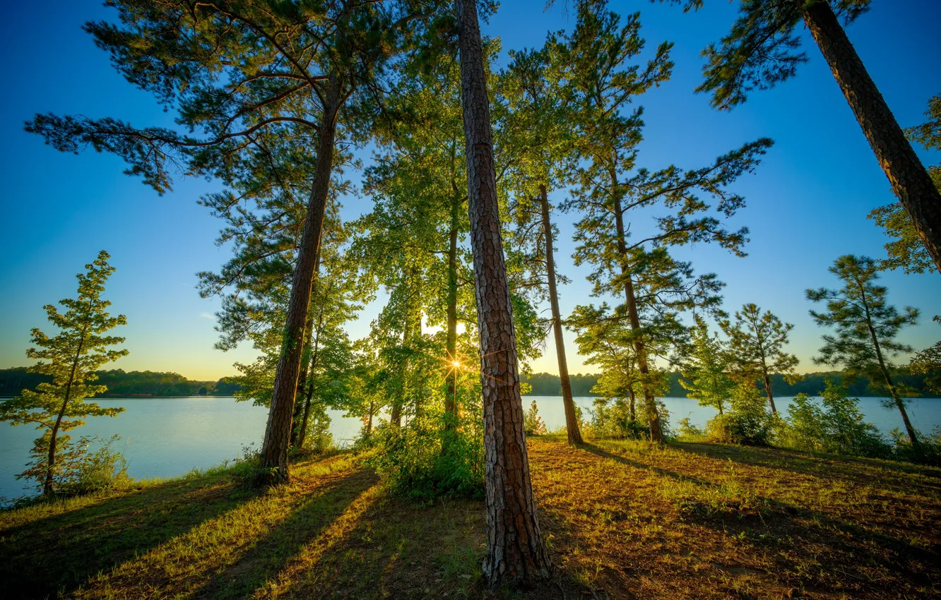 Photo wallpaper trees, lake, pine, Alabama, Alabama, West Point Lake, Veasey Creek Recreation Area