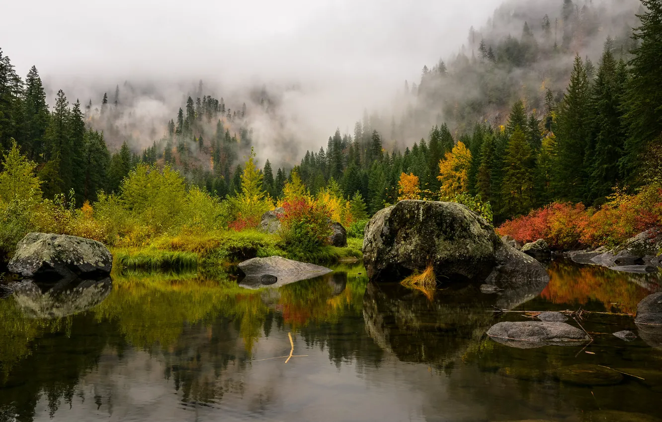 Photo wallpaper forest, trees, mountains, fog, lake, stones