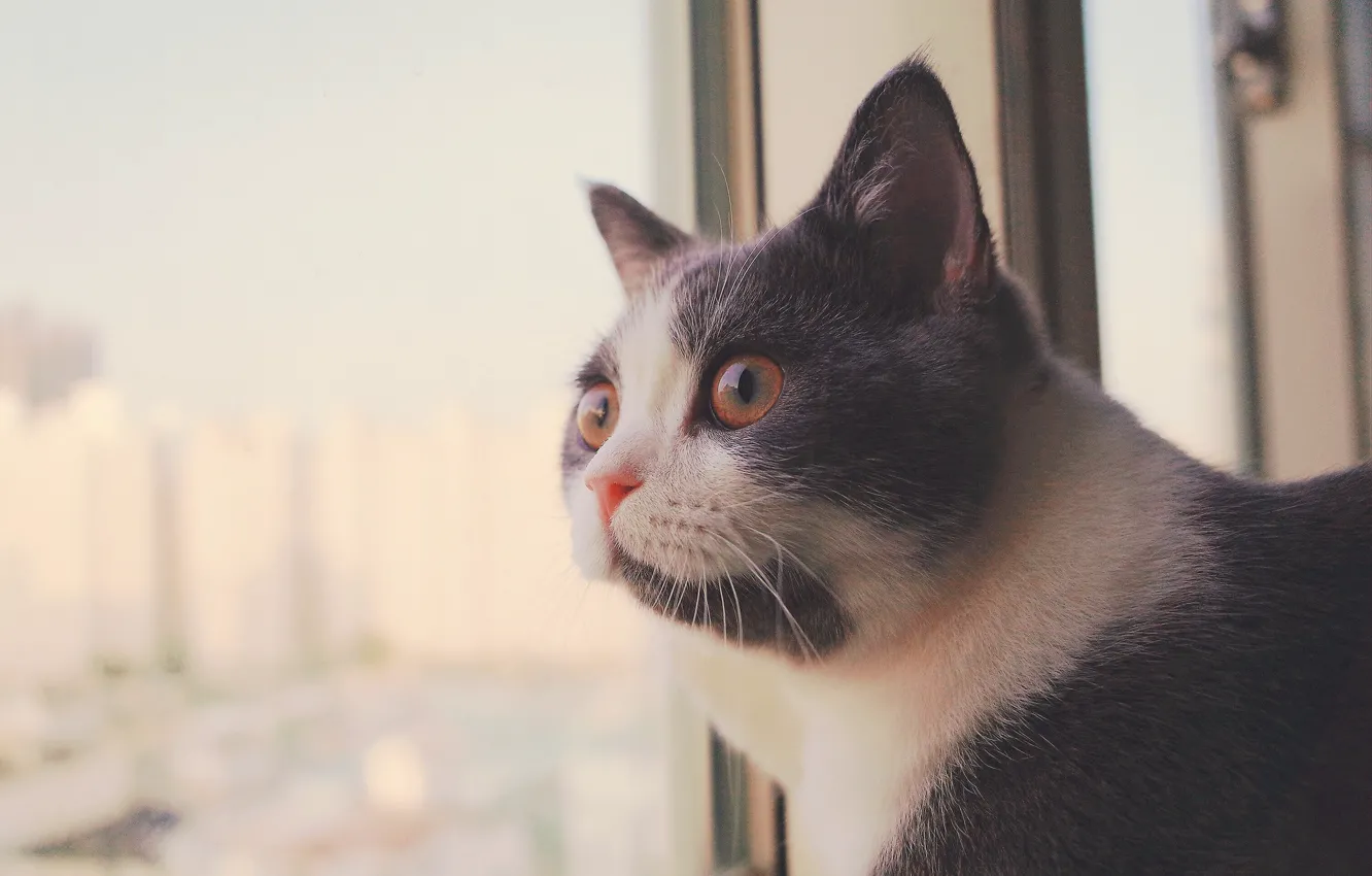 Photo wallpaper cat, look, window, muzzle
