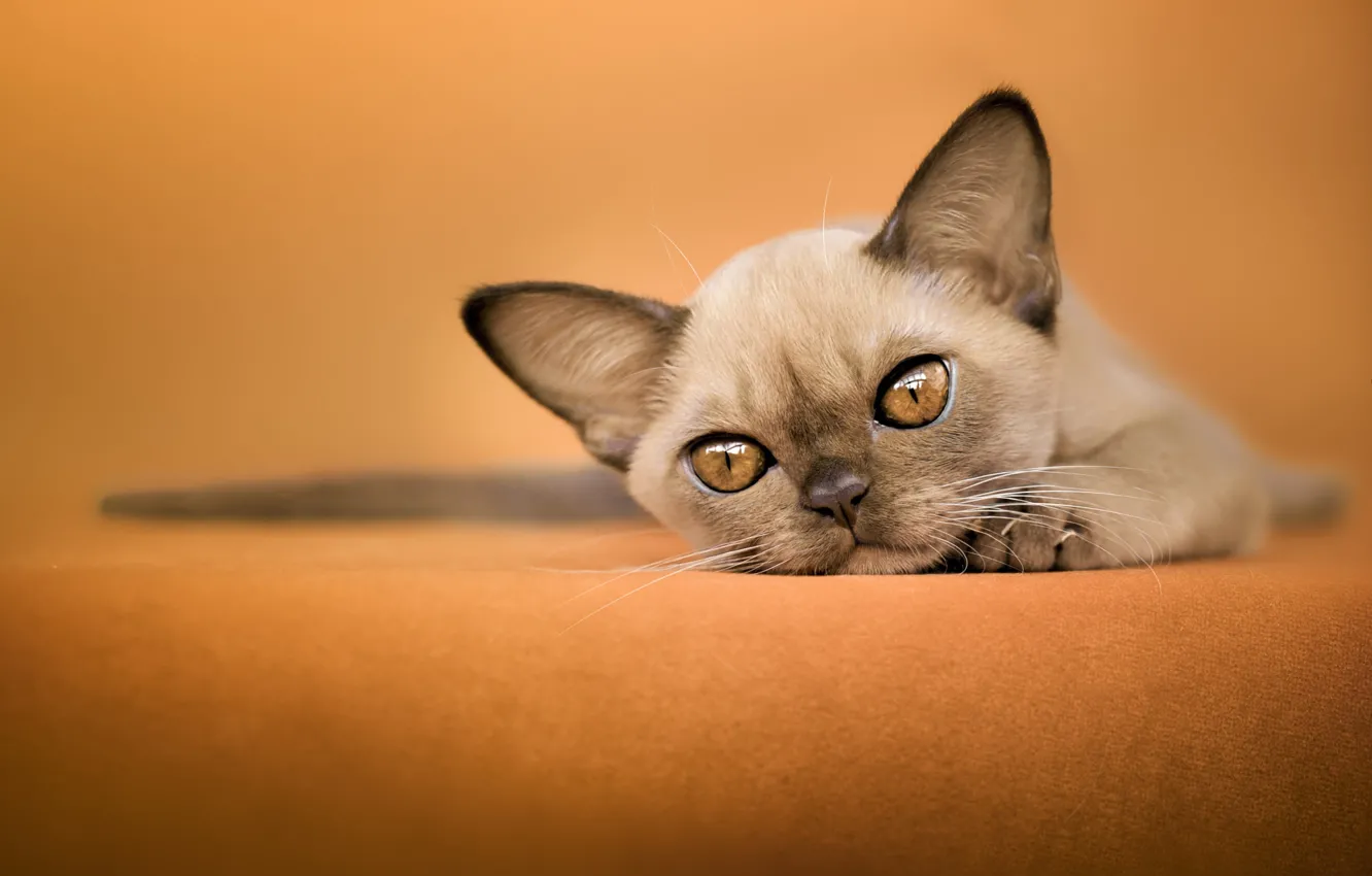 Photo wallpaper cat, look, pose, kitty, face, Gremlins, Oriental, Oriental cat