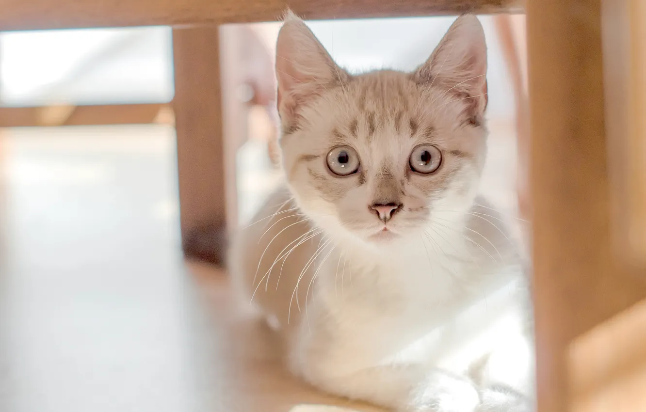Photo wallpaper eyes, look, kitty, Kote