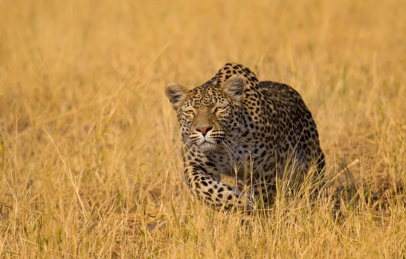 Photo wallpaper grass, leopard, wild cat