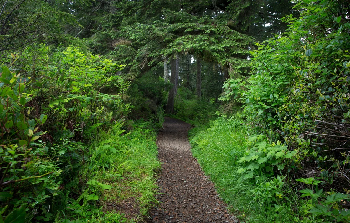 Photo wallpaper greens, forest, trees, foliage, track, path