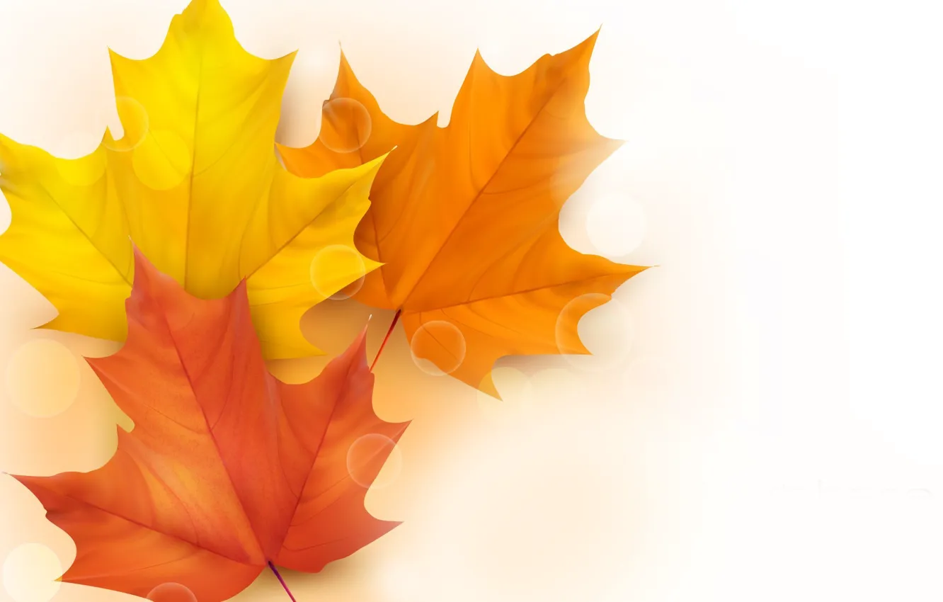 Photo wallpaper autumn, leaves, glare, vector, maple