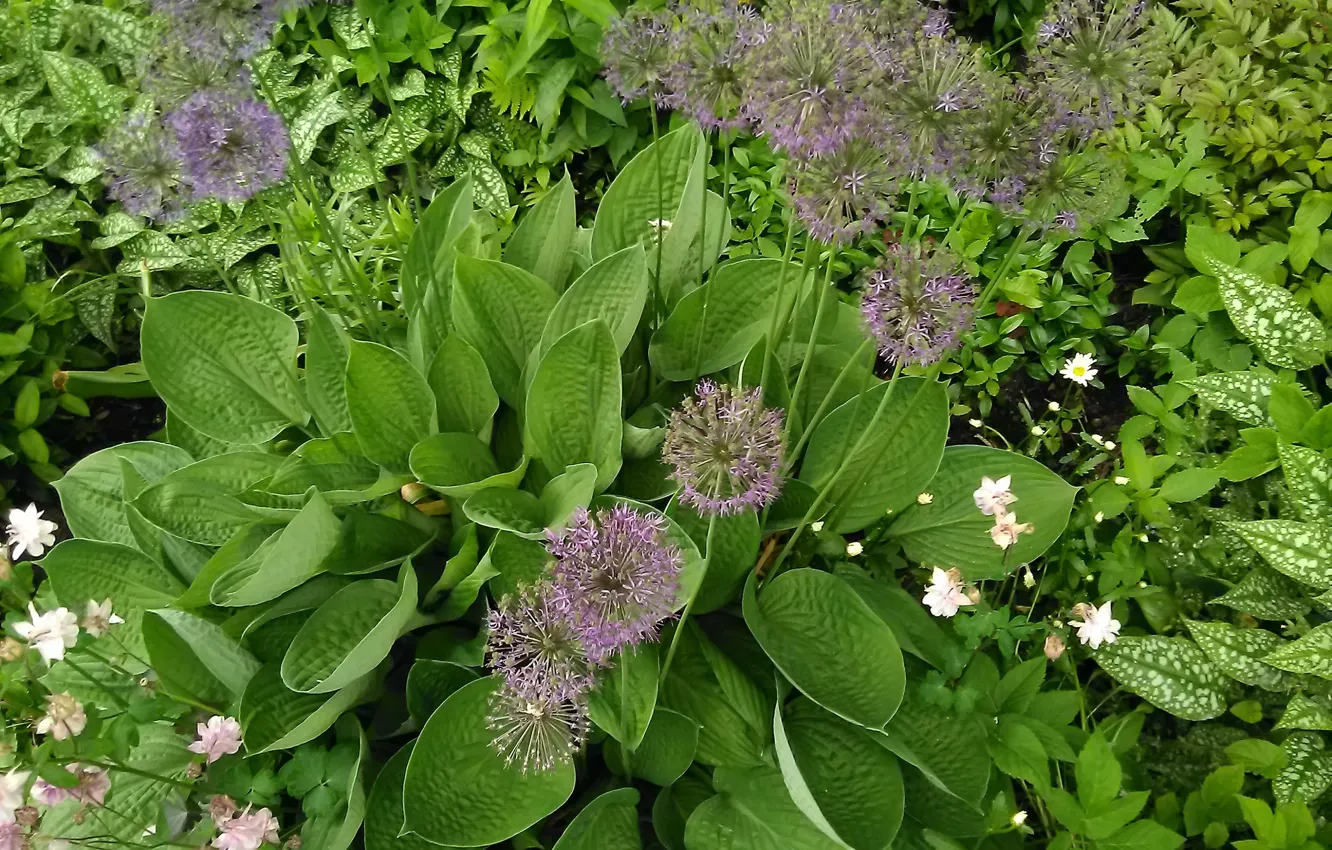 Photo wallpaper summer flowers, Echinops, flowerbed with flowers