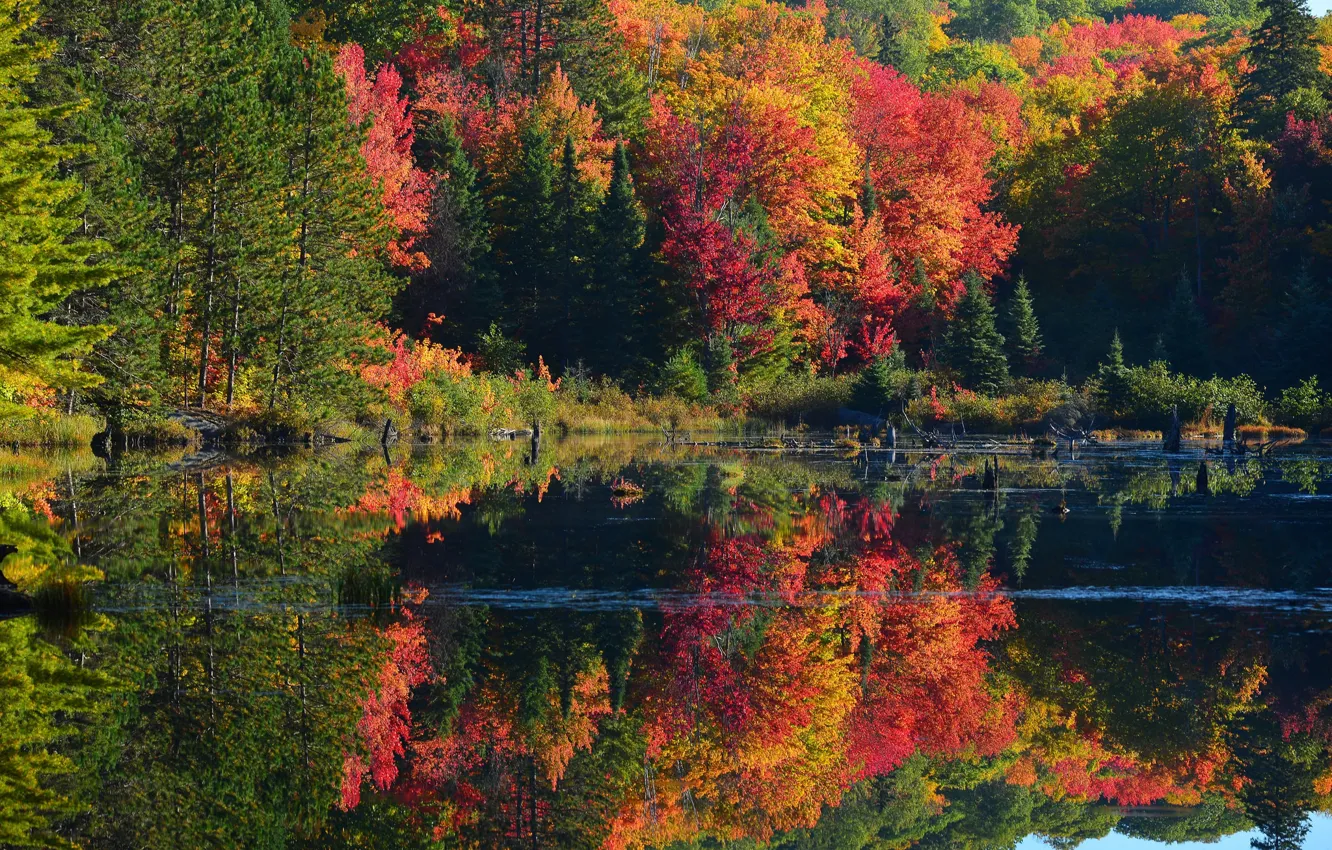 Photo wallpaper autumn, forest, trees, pond, river