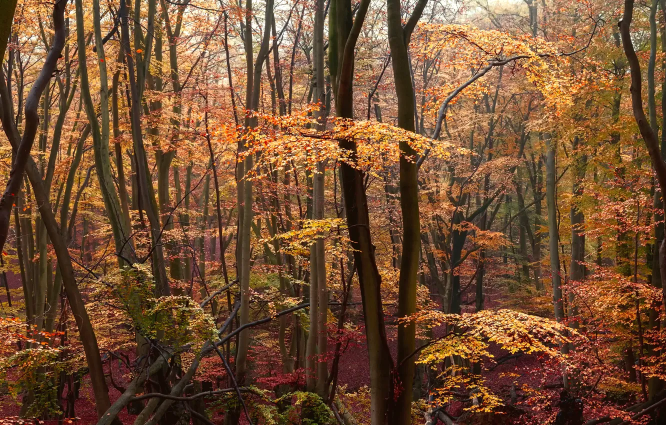 Photo wallpaper autumn, forest, yellow leaves, crimson