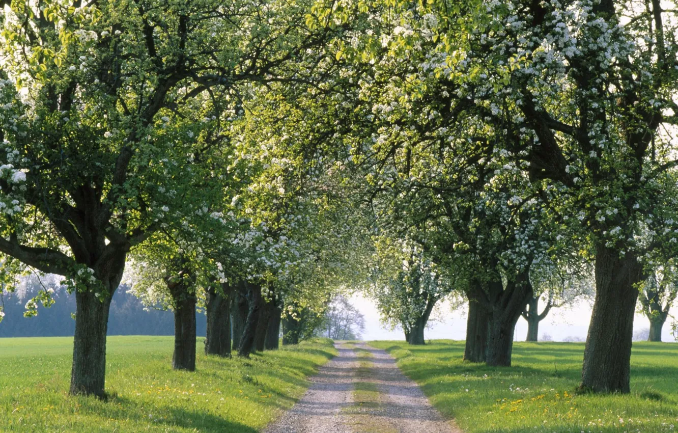 Photo wallpaper road, trees, nature, the way, the way, tree, road, spring