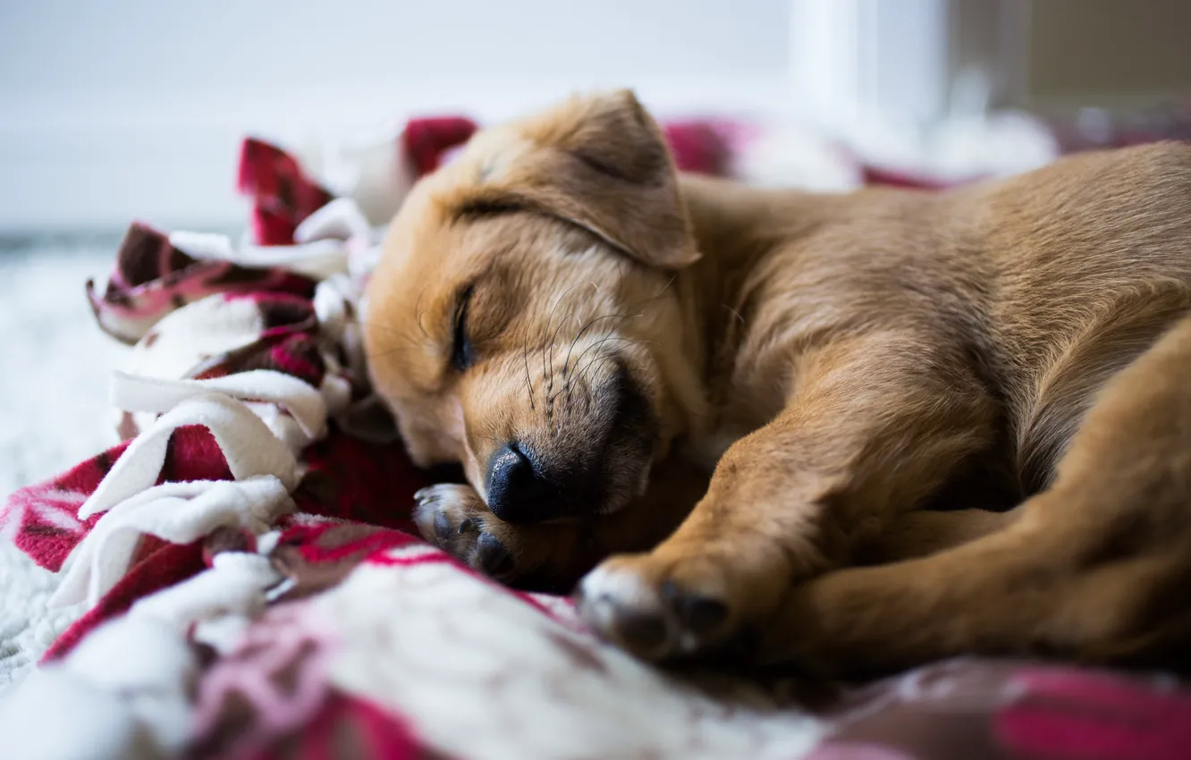 Photo wallpaper sleep, cute, puppy