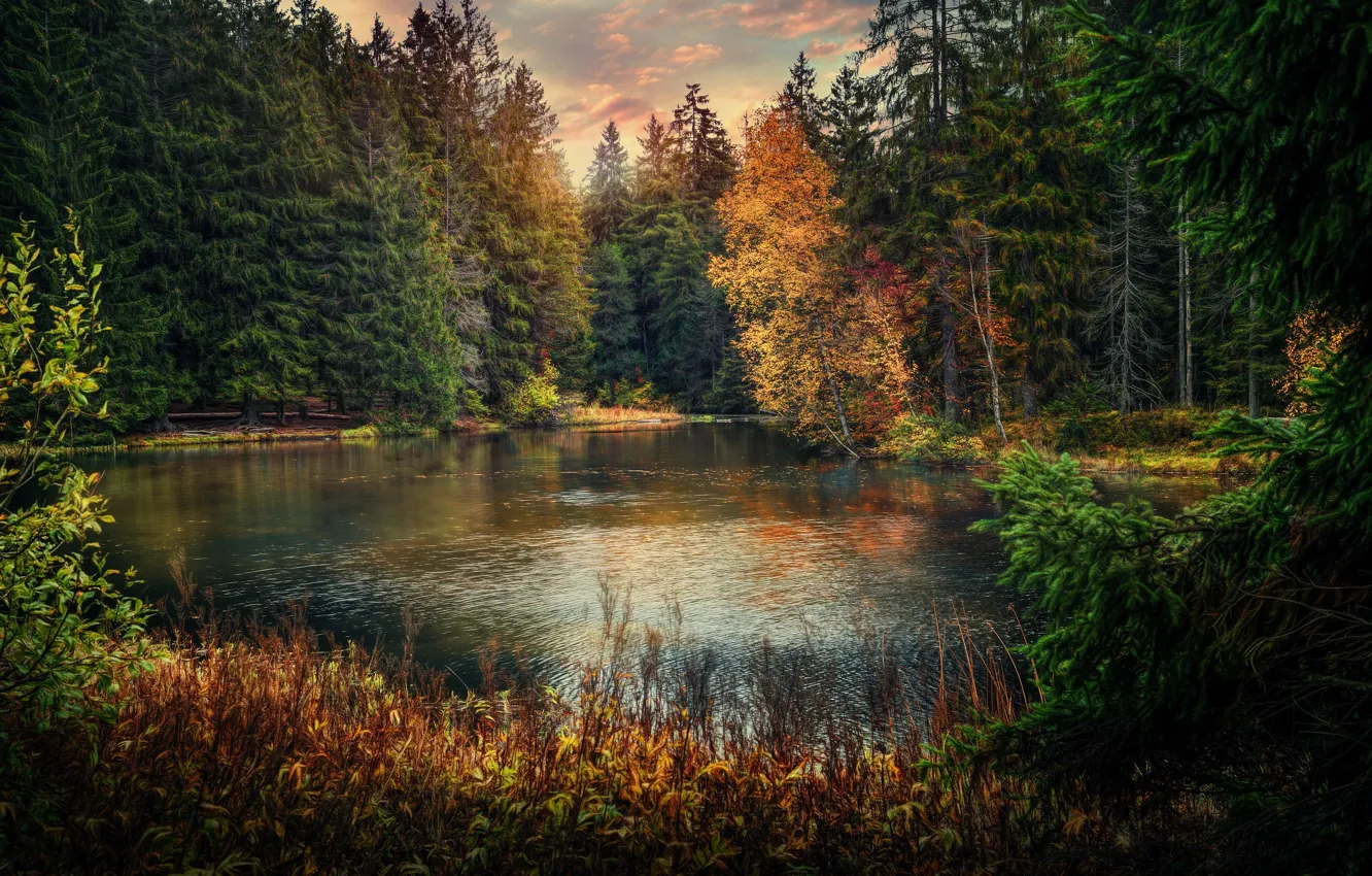 Photo wallpaper autumn, forest, lake, pond, Switzerland, Switzerland, Jura, Jura