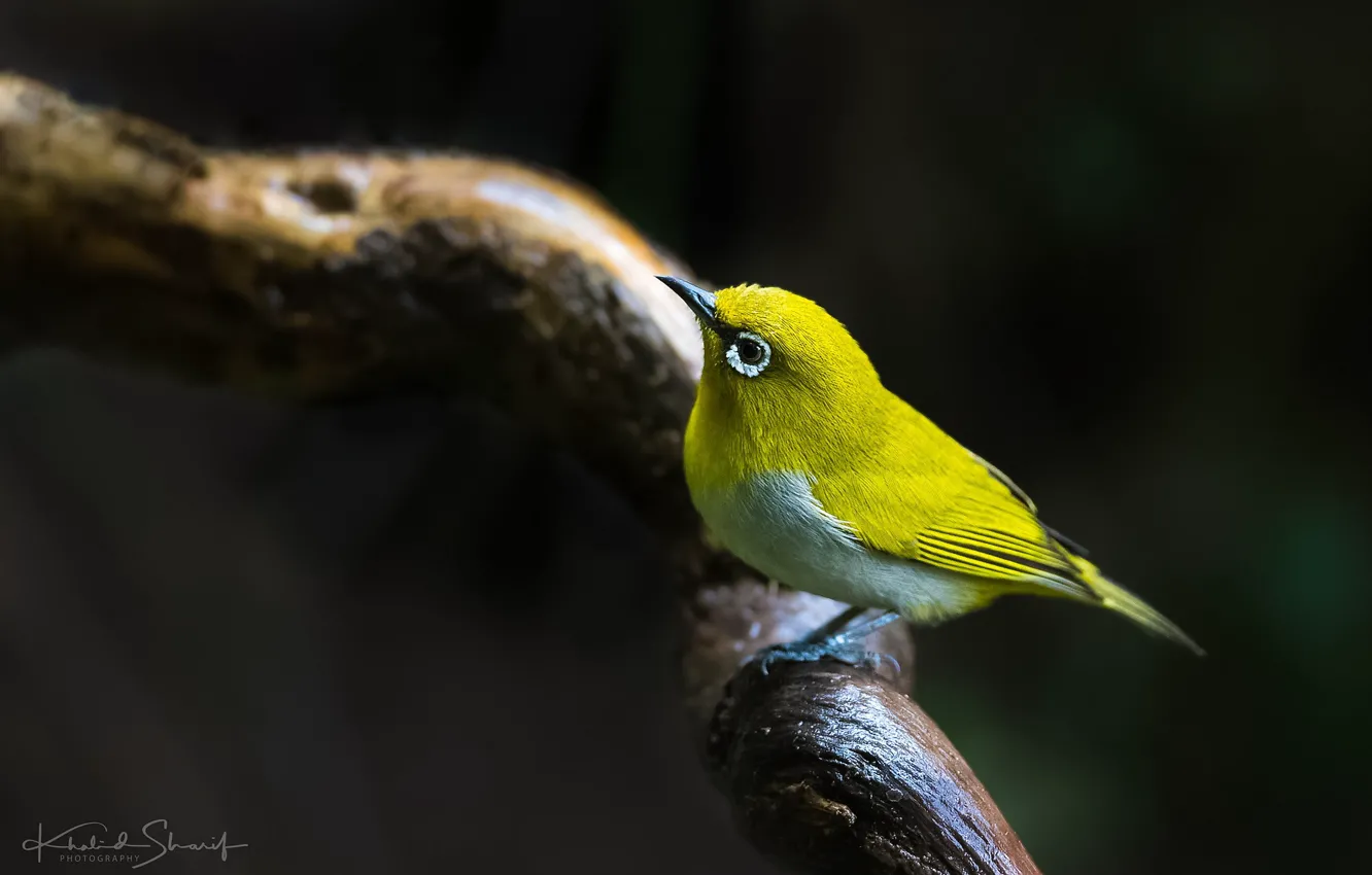Photo wallpaper bird, branch, white-eyed
