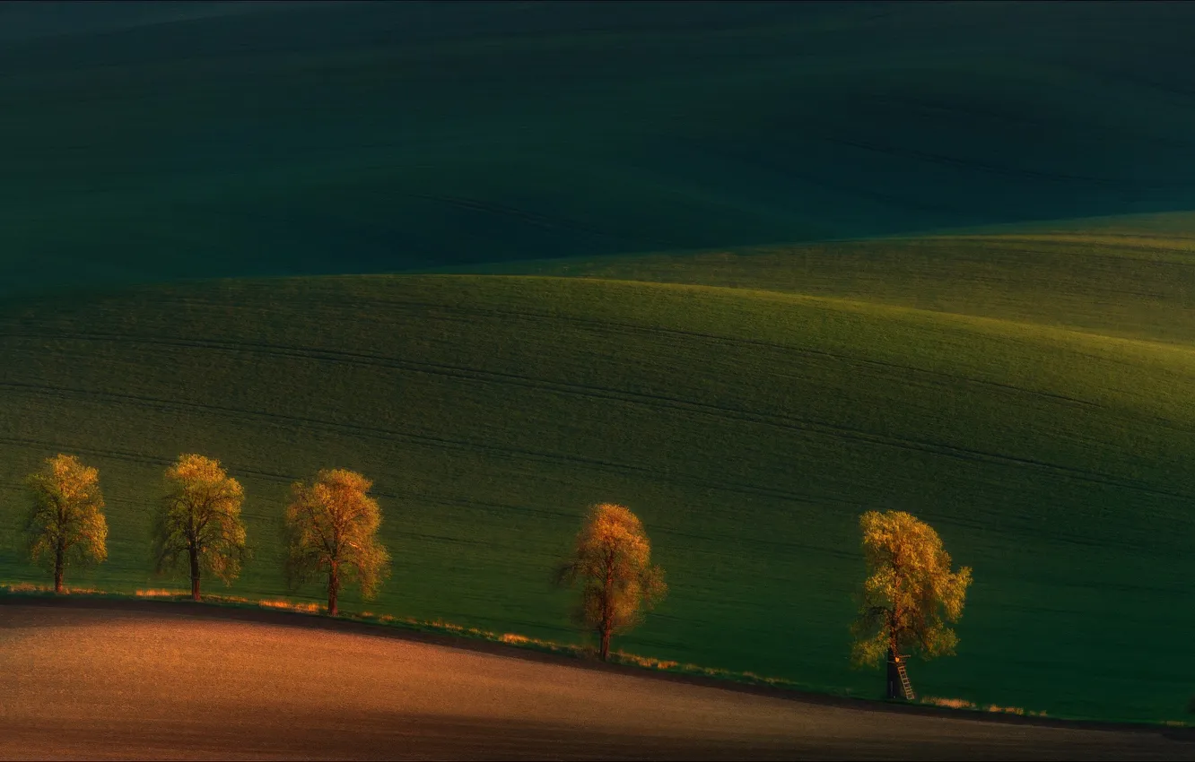 Photo wallpaper field, trees, meadow, bokeh, the pilgrims, Vlad Sokolovsky