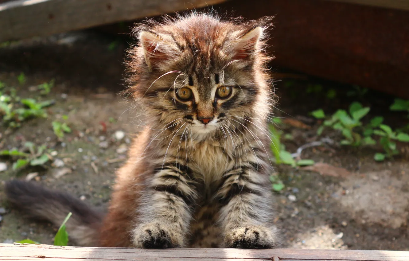 Photo wallpaper cat, animal, kitty