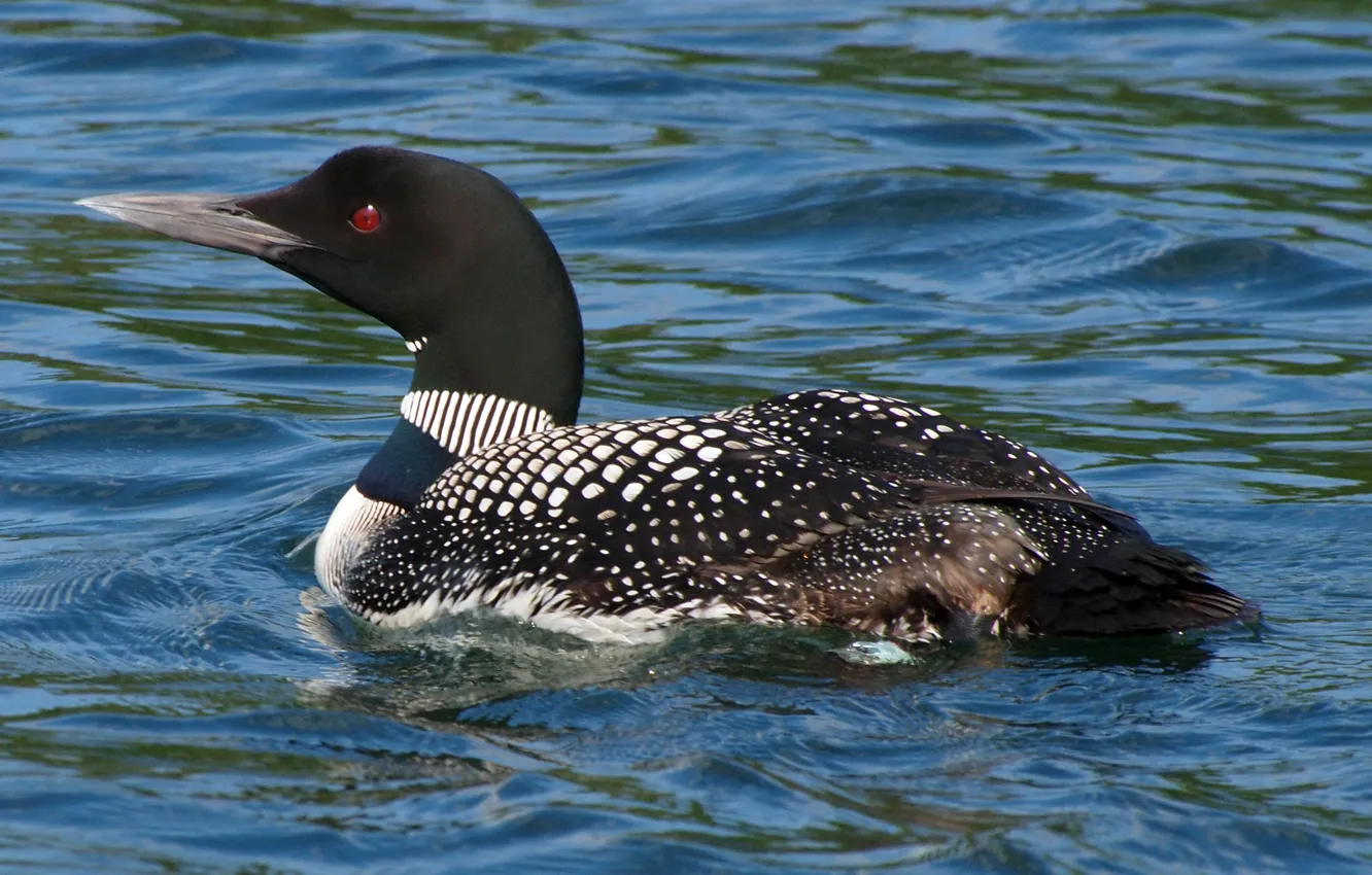 Photo wallpaper Richepaume), Great Northern Diver, Common Loon; Plongeon huard, гагара (Gavia immer; Great Northern Loon, Huart …