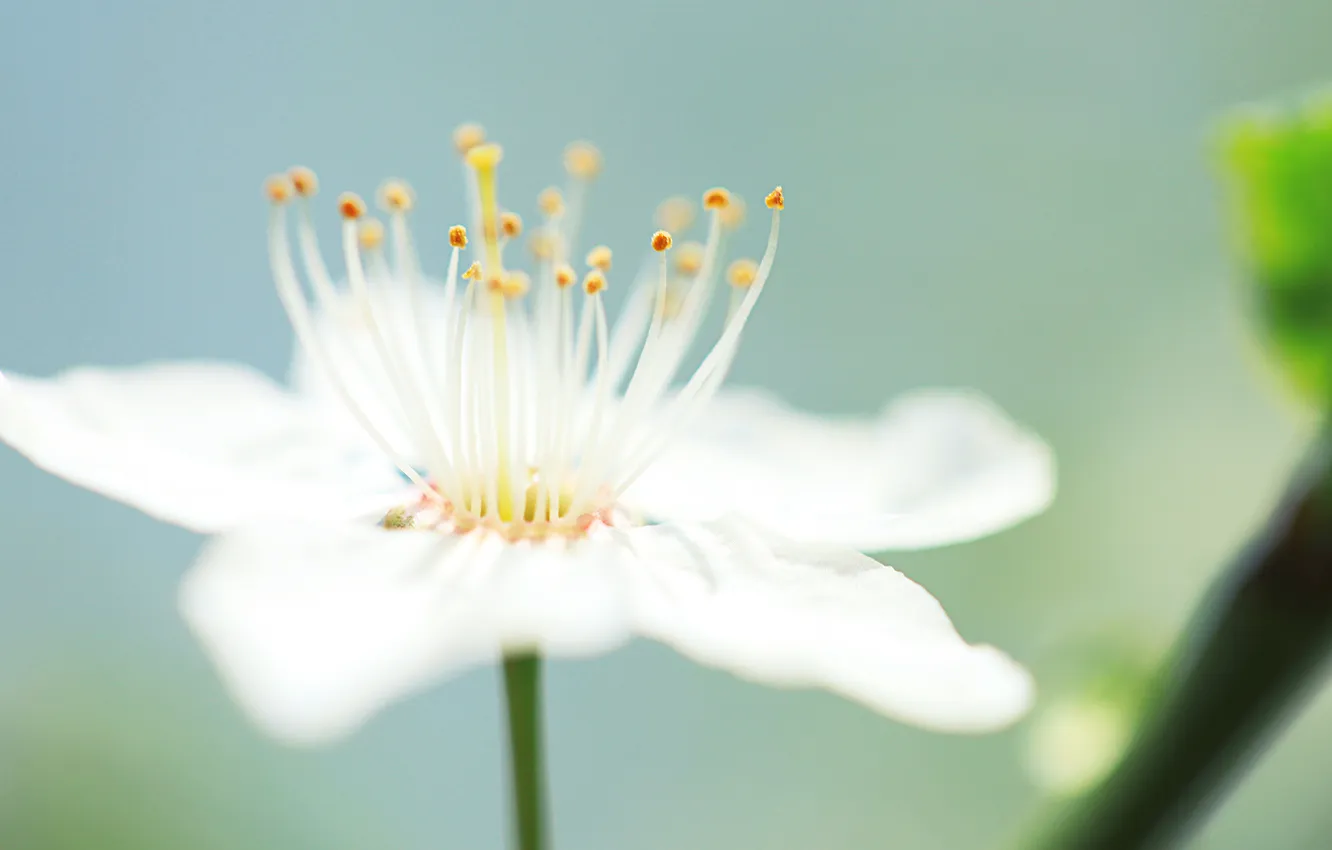 Photo wallpaper white, macro, trees, flowers, stamens, flowering, fruit