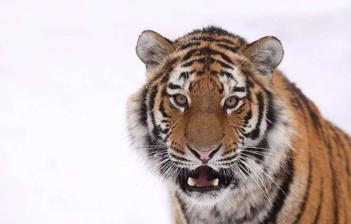 Photo wallpaper cat, white, tiger